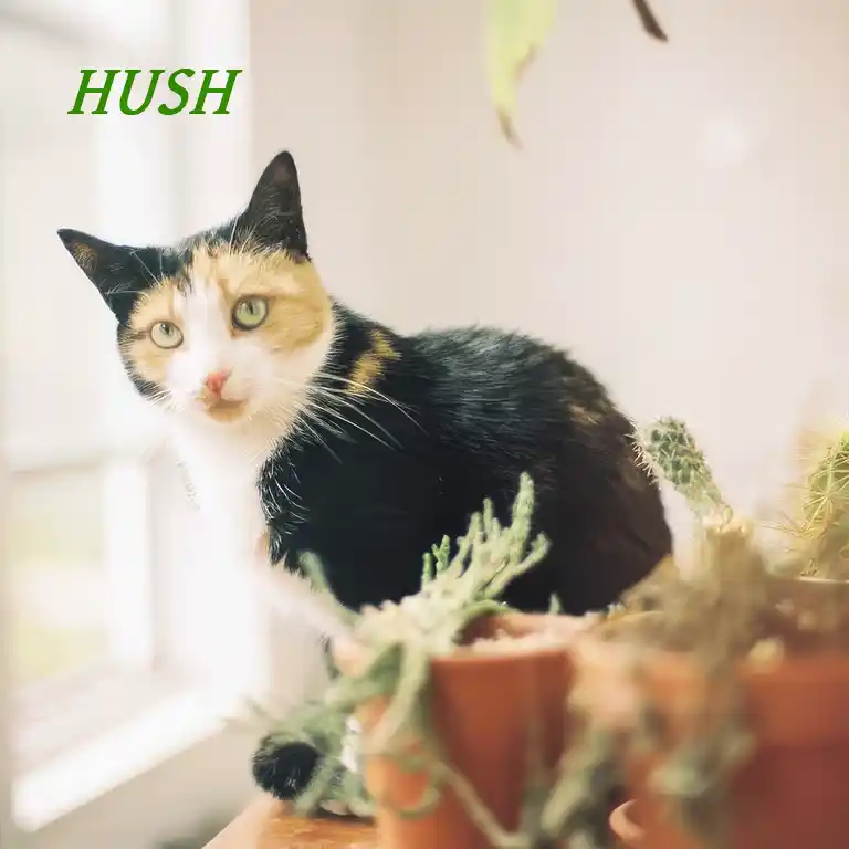 Accueil Hush sort son 1er album